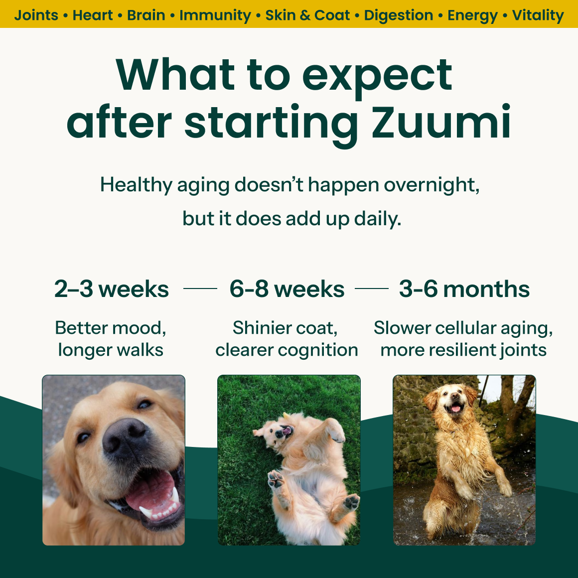 Zuumi Longevity Chews